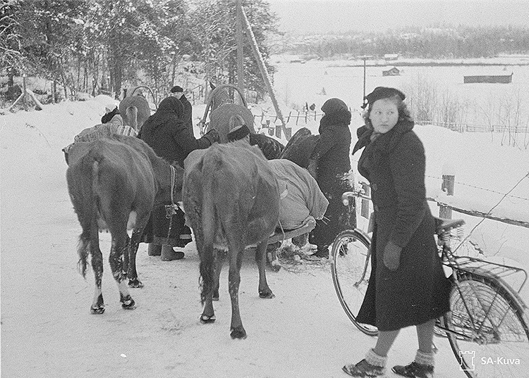 Evakon laulu kertoo karjalaisten siirtolaisten asutushistoriasta sodanjälkeisessä Suomessa. SA-kuva