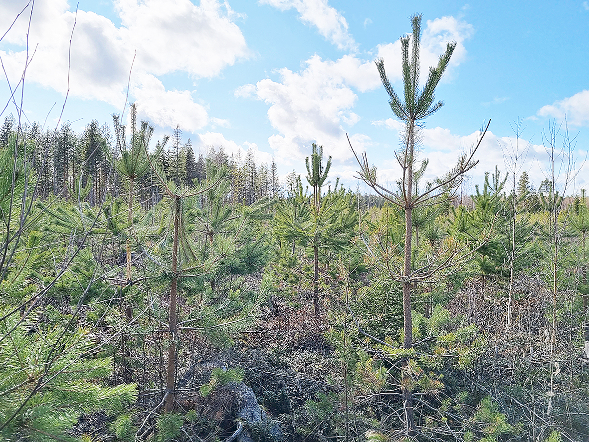 Hirvivahinkoja taimikossa. Kuva Juho Kokkonen/Suomen Metsäkeskus