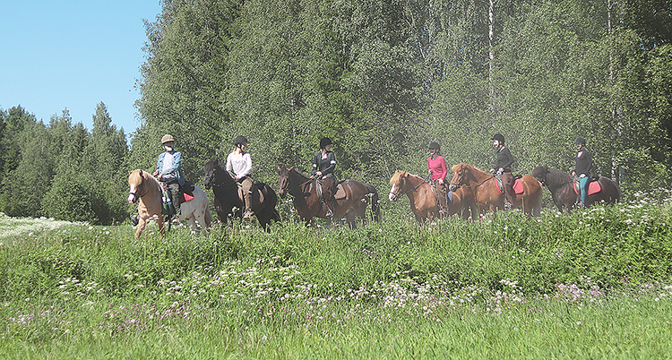 Maastoratsastus on vuodesta toiseen matkailijoiden suosiossa. Myös kesällä Kolin vaaramaisemia pääsee ihastelemaan hevosen selässä. Kuva Tiina Koponen