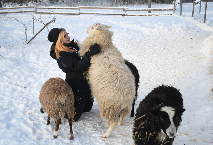 Syksyllä eläinpalveluyrityksen perustanut Emilia Erola on kouluttanut lampaansa eläinavusteiseen työhön. Yrityksen tuotoilla on tarkoitus kattaa luonnonvaraisten lintujen hoitamisesta kertyviä kustannuksia.