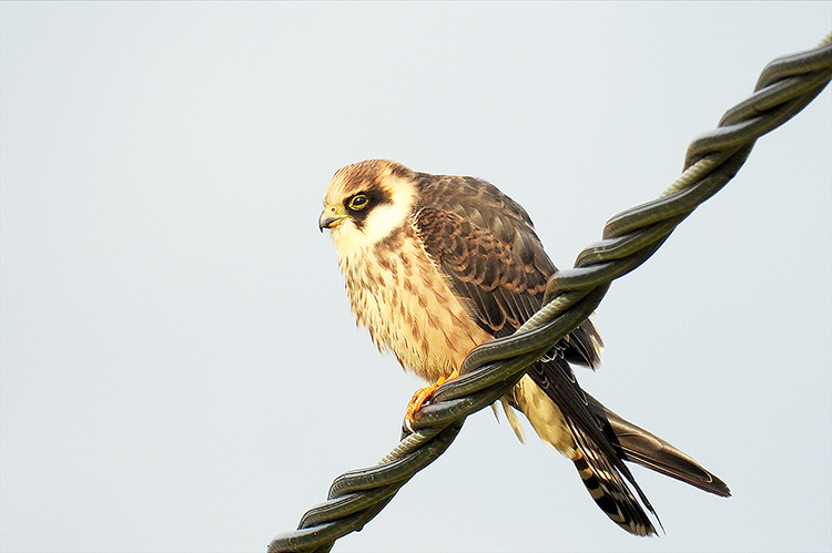 Vaarojensanomat: Uutinen