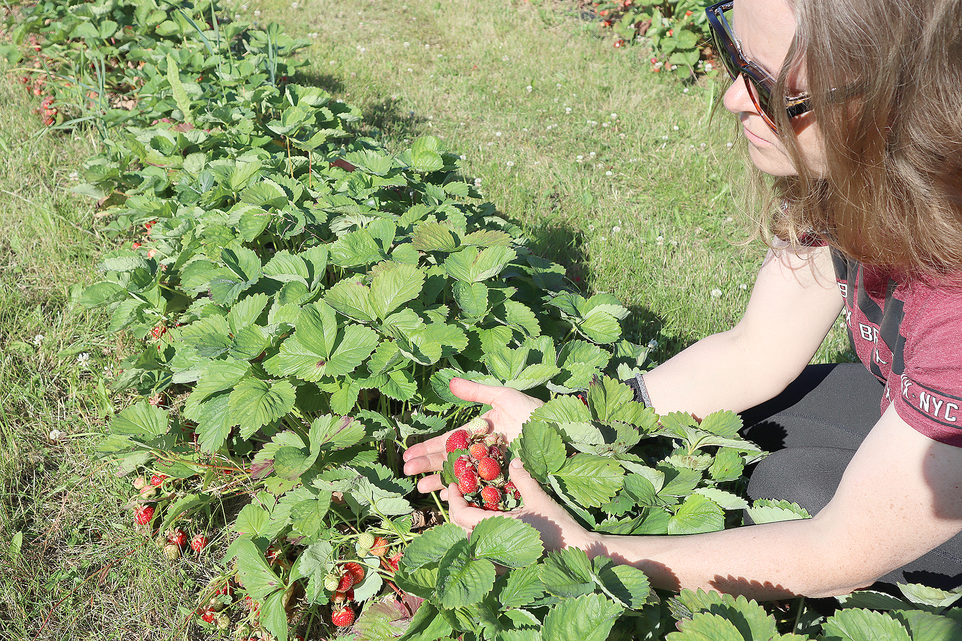 Heidi Tanskasen luomumansikkatilalla on hehtaarin verran mansikkaa.

