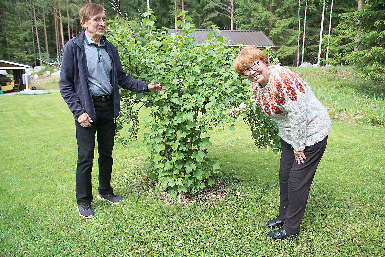 Herukkapensaaseen tullaan pistämään pää myöhemmin kesällä, kun marjat kypsyvät, Anne Weltner iloitsee.