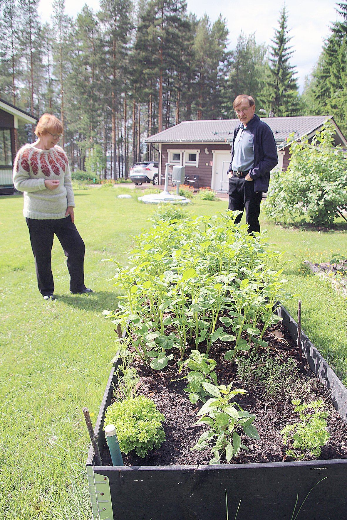 Honkasaaren mökkiläisten ryytimaa on nykymuodin mukaisesti kasvatuslaatikoissa. Tässä alkavat tulevat uudet perunat olla jo hyvällä oraalla.