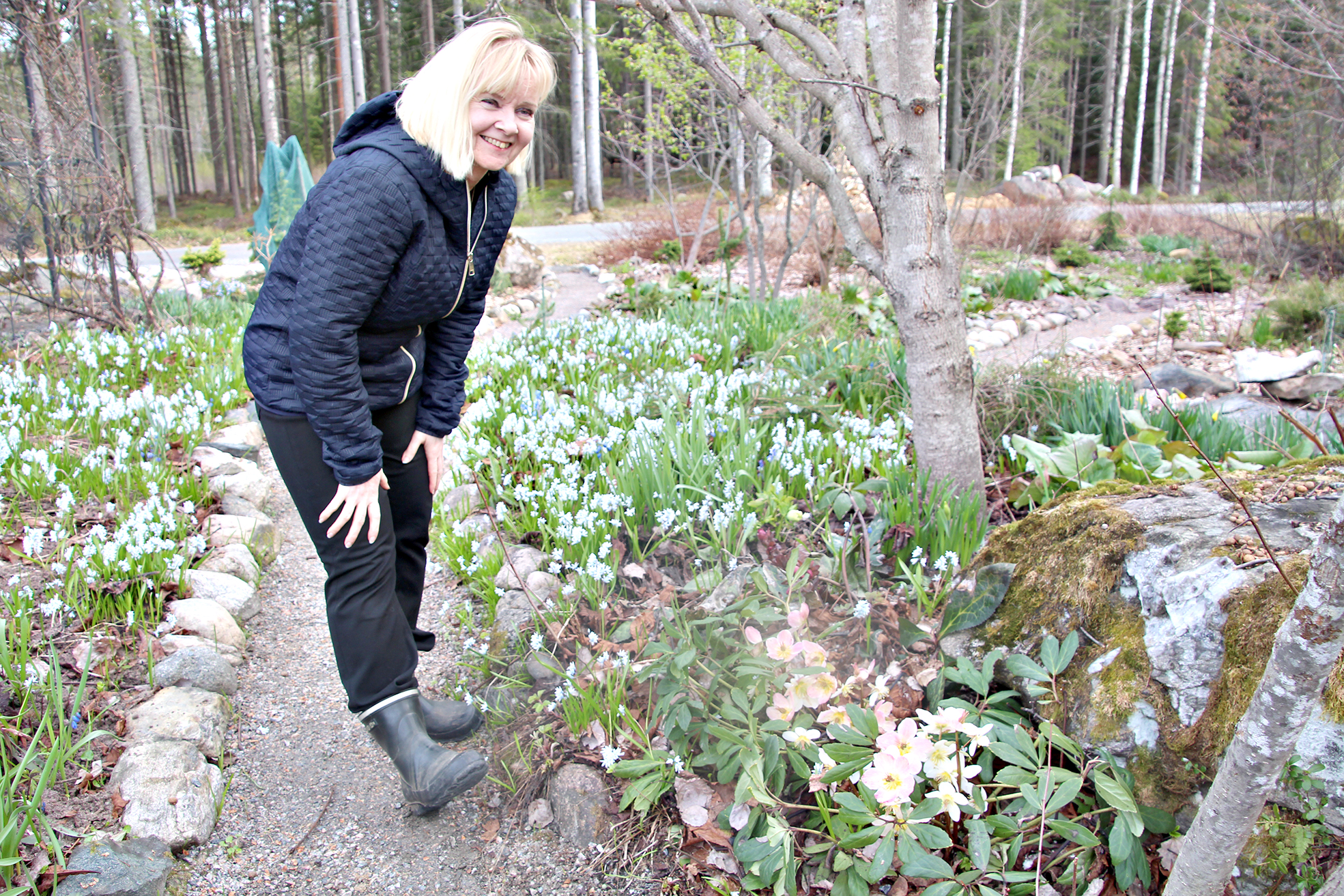 Kaija Turunen esittelee kevään ensimmäisiä kukkasia, etualalla vaaleanpunainen jouluruusu.