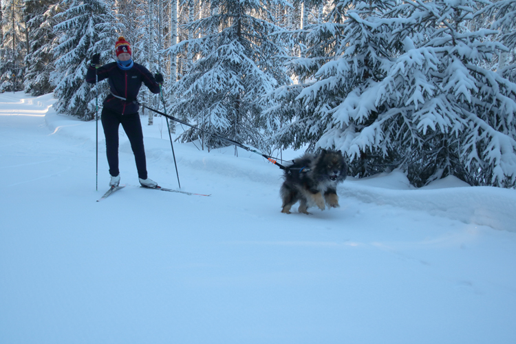 Samalla kun hiihtää, Elina Aittamaa saa hyvän lenkin myös Luka-koiralleen.