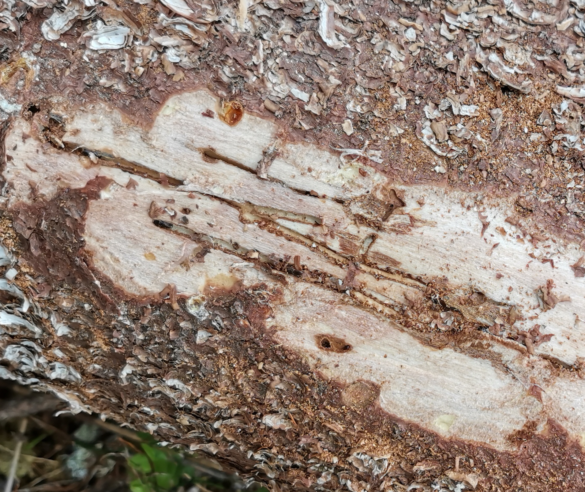 Noin viisimillinen tuholainen tykkää lämpenevistä kesistä. Kaarnan alla nilassa kaivertavat toukat katkaisevat nestevirtaukset ja kuusiparka kuolee nopeasti ellei puun pihkavuoto tehoa.


