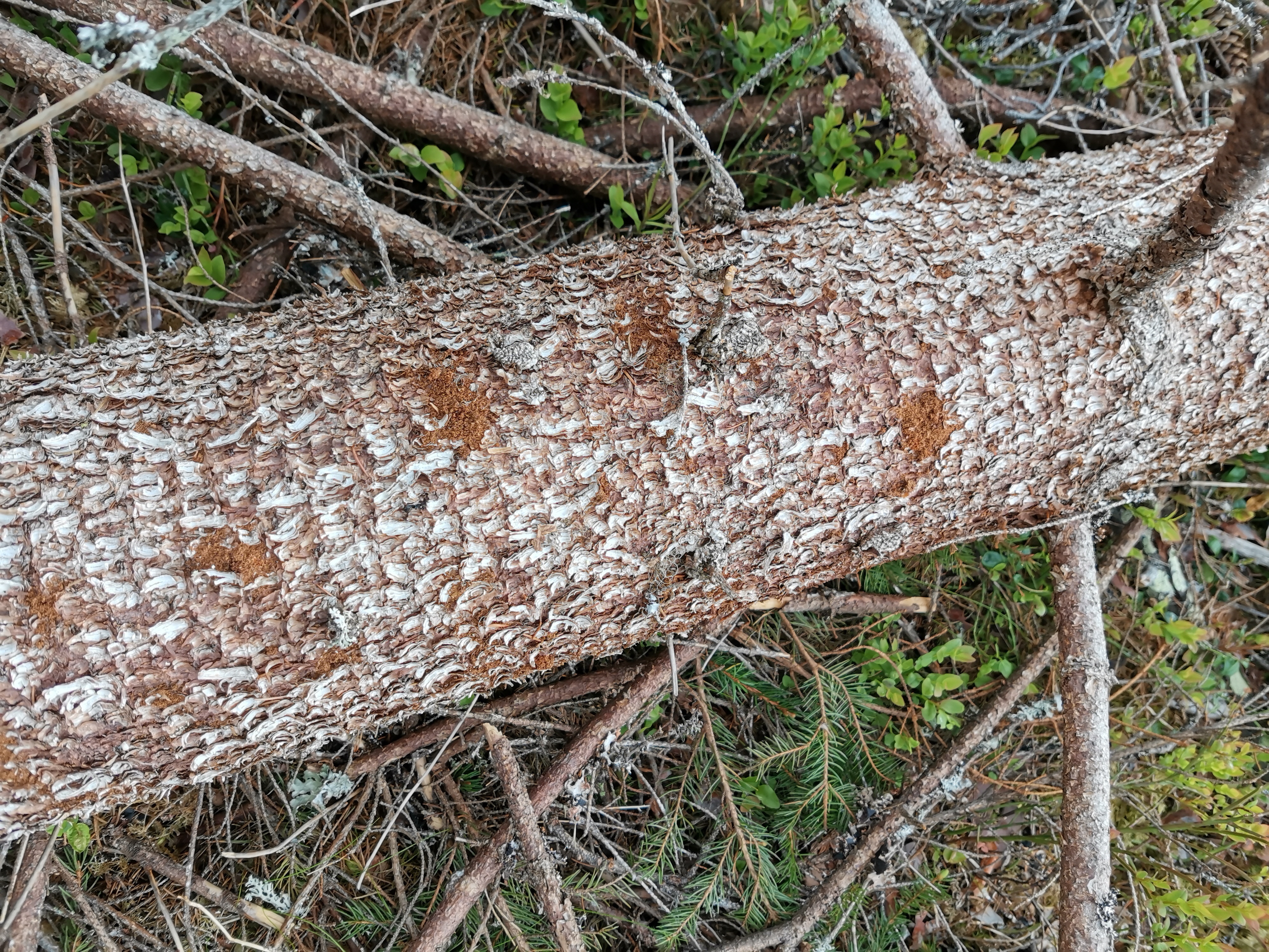 Kirjanpainajan iskeymä kuusen rungolla näkyy reikinä ja ruskeina purukasoina ja pihkavuotoina. Puru valuu myös rungon tyvelle, josta sen havaitsee myös nyt syksyllä.