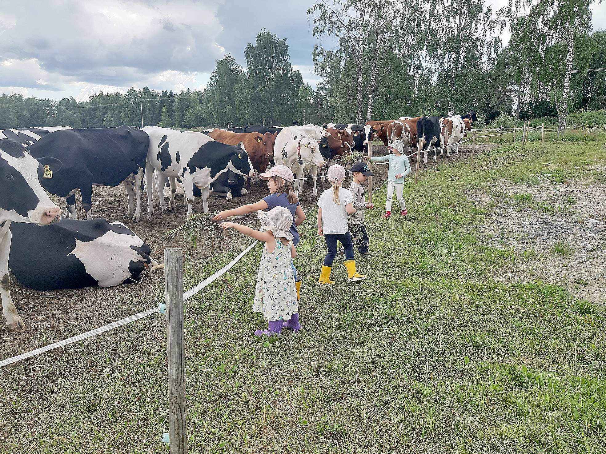 Lapset ovat tottuneet, että maito ostetaan kaupasta. Maatilan Avoimet ovet -tapahtuma auttaa heitä ymmärtämään, mistä maito tulee kauppoihin.