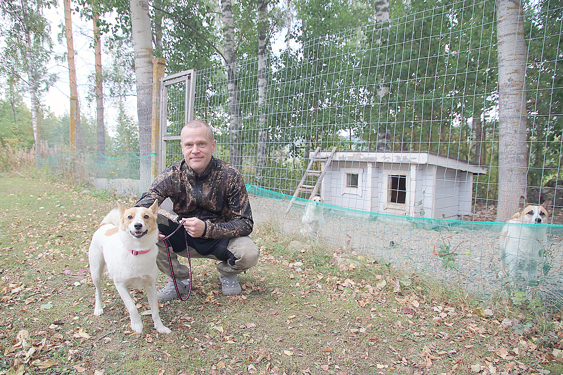 Kun ei markkinoi ikkunoita ja ovia, Pasi Romppanen suuntaa katseen luontoon. Pienriistajahdissa mukana on muun muassa pohjanpystykorva Rila. Lajitoverit haukahtelevat häkissä.