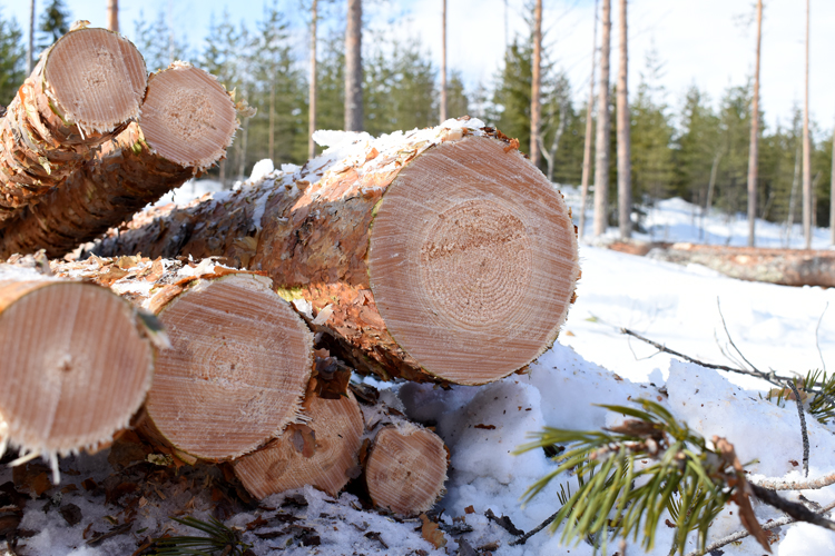 Poistetun puuston vuosirenkaista on nähtävissä, että puuston kasvu on ollut hyvin hidasta.